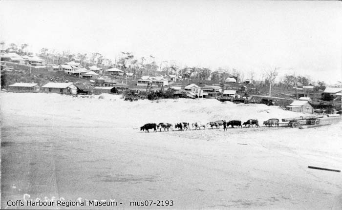 mus07-2193_bullock team on jetty becah 1908